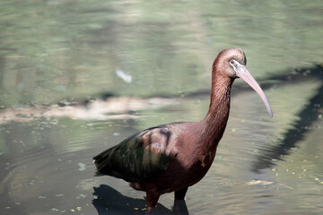 The glossy ibis neck is reddish-brown and the body is a bronze-brown with a metallic iridescent sheen on the wings.