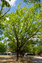 公園の樹木の若葉