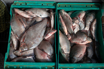 A plastic crate full of freshwater fish - Powered by Adobe