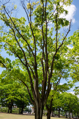 公園の樹木の若葉