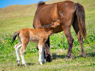宮崎県串間市・都井岬の国の天然記念物の岬馬に、かわいい春駒（子馬）が誕生した。岬馬は日本在来馬であり、草原や海原に棲息。自然と共生する世界を見ることができる。