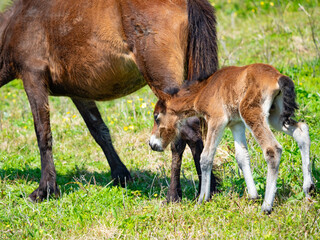宮崎県串間市・都井岬の国の天然記念物の岬馬に、かわいい春駒（子馬）が誕生した。岬馬は日本在来馬であり、草原や海原に棲息。自然と共生する世界を見ることができる。