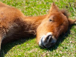 宮崎県串間市・都井岬の国の天然記念物の岬馬に、かわいい春駒（子馬）が誕生した。岬馬は日本在来馬であり、草原や海原に棲息。自然と共生する世界を見ることができる。