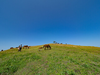 宮崎県串間市・都井岬の国の天然記念物の岬馬に、かわいい春駒（子馬）が誕生した。岬馬は日本在来馬であり、草原や海原に棲息。自然と共生する世界を見ることができる。
