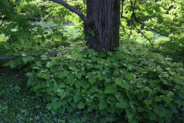New Linden tree suckers growing at the base of an established tree in the garden. Tilia tree