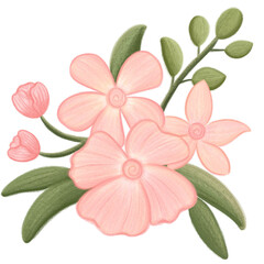 Obraz premium pink flower isolated on white background
