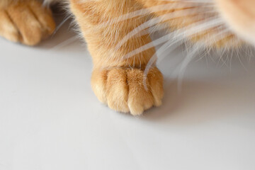 Ginger cat paw closeup. Cat sitting on the table.	