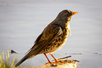 A Fieldfare stands on the lake shore after a bath on a sunny spring evening.