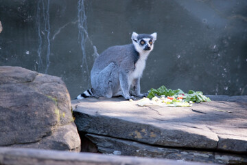 Naklejka premium Ring-tailed lemur backs are grey to rosy brown with grey limbs and dark grey heads and necks. They have white bellies.