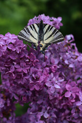 Scarce swallowtail butterfly on purple Lilac flowers on branches on springtime. Iphiclides podalirius butterfly on Syringa vulgaris in the garden 