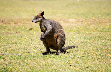 Naklejka premium The swamp wallaby has dark brown fur, often with lighter rusty patches on the belly, chest and base of the ears.