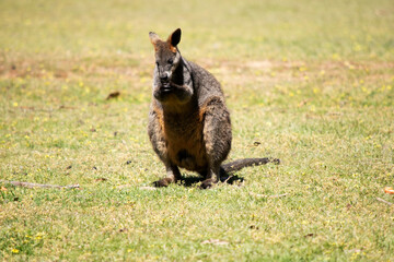 The swamp wallaby has dark brown fur, often with lighter rusty patches on the belly, chest and base...