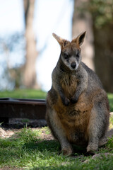 Naklejka premium The swamp wallaby has dark brown fur, often with lighter rusty patches on the belly, chest and base of the ears.