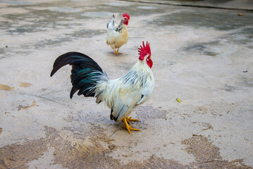 Various breeds of chicken