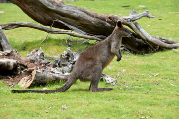 the swamp wallaby has a grey body with a cream chest and tip to its tail and black paws