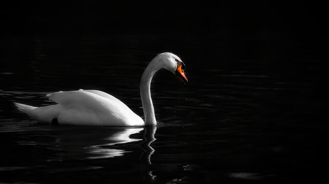 Schwan