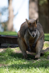 The swamp wallaby has dark brown fur, often with lighter rusty patches on the belly, chest and base of the ears.