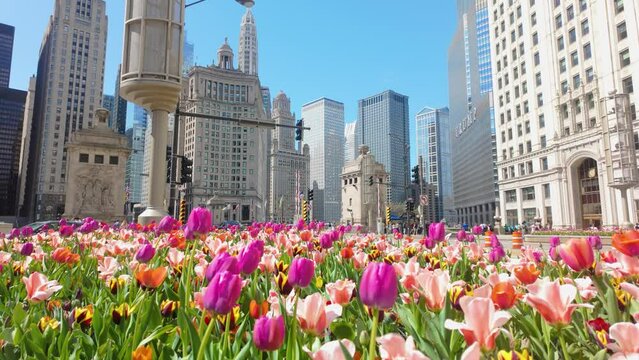 Colorful Tulips On A Bright Spring Day Chicago Downtown City Scene