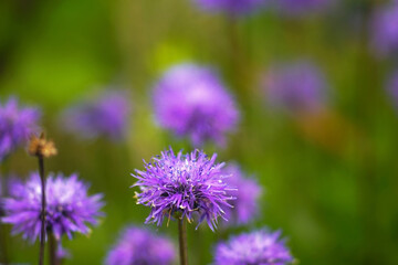 Globularia flowers close up. Flora of Mount Orjen - spring in the mountains of Montenegro