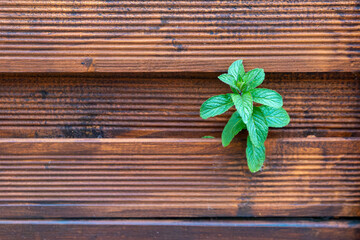 small green plant is growing on a wooden surface