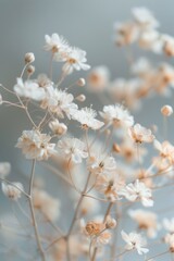 Close up shot of a bunch of white flowers. Perfect for nature and floral designs