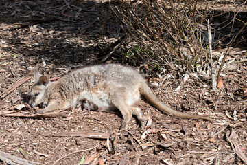the tammar wallaby is mainly grey and tan arms and white chest