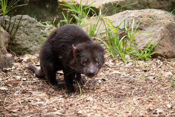Tasmanian Devils have black fur with a large white stripe across their breast and the odd line on...