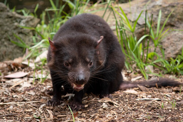 Tasmanian Devils have black fur with a large white stripe across their breast and the odd line on their back.