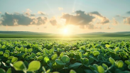 A green soybean field, clear sky, sunny. Generative AI.