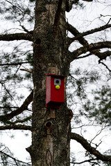 Bird house on tree trunk Kumla Sweden