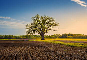 ....View of freshly plowed agricultural field with large oak tree at its edge and blue sky with wispy clouds in background in spring