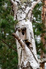 Bird house on tree trunk Kumla Sweden