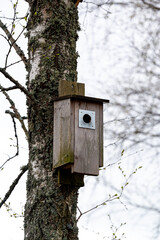 Bird house on tree trunk Kumla Sweden