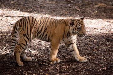 Tiger cubs have a coat of golden fur with dark stripes, the tiger is the largest wild cat in the world.
