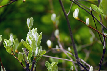 The first leaves of a rare tree species - Rock Whitebeam or Aria rupicola. Nature of Mount Orjen, Montenegro.