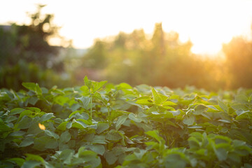A field of potato leaves close-up in the setting, contrasting sun. Morning dawn in potato fields