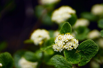 Unusual young foliage and white flowers of the Viburnum lantana shrub close-up. Nature in the...