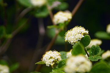 Viburnum lantana bush in spring: white inflorescences and young leaves on a dark background.