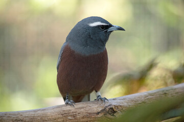 The white browed woodswallow is a grey bird with a dark grey face and white eyebrow