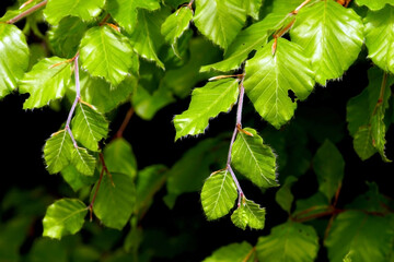 Young beech leaves on a sunny spring day     