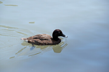 The Hardhead also White-eyed Duck has a brown body and white underside. It has a white eye and blue...