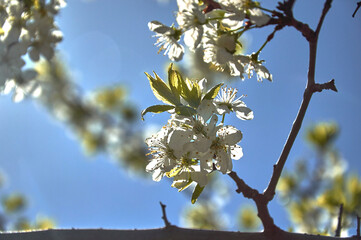 White spring flowers on the branches of a plum tree.
