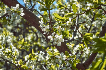 White spring flowers on the branches of a plum tree.