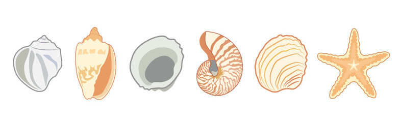 Set of shells and starfish on a white background. Vector illustration.