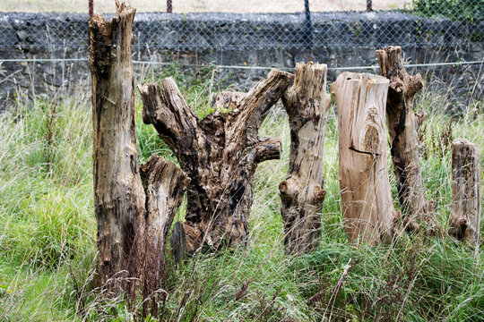 dead stumps of trees in a line with green grass and a stone wall in the background