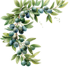 Watercolor paint of olive tree branches isolated on transparent background