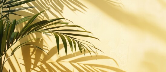 A light yellow paper with a subtle shadow cast by a natural palm leaf creates a summery, minimal backdrop, featuring a palm plant in a pastel-colored aesthetic photograph.