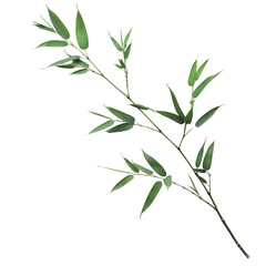 Obraz premium Bamboo branch with leaves isolated on transparent background