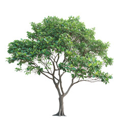 Apocynaceae tree isolated on transparent background