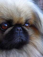Close-up pekingese dog muzzle with big brown eyes. Portrait of sad or pensive pekingese dog sitting...